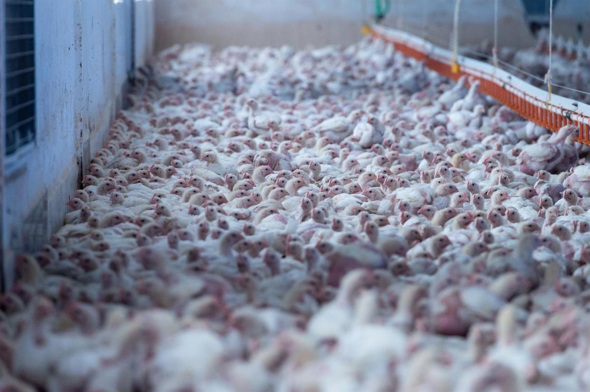 La enfermedad de Newcastle ya amenaza a cinco provincias de Castilla y León con casi 1,6 millones de aves en riesgo