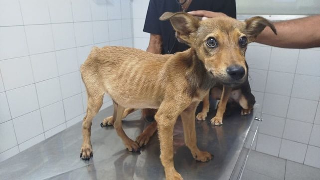 Seis perros muertos y nueve agonizando: el oscuro secreto de una protectora de Villafranca que cobraba dinero público
