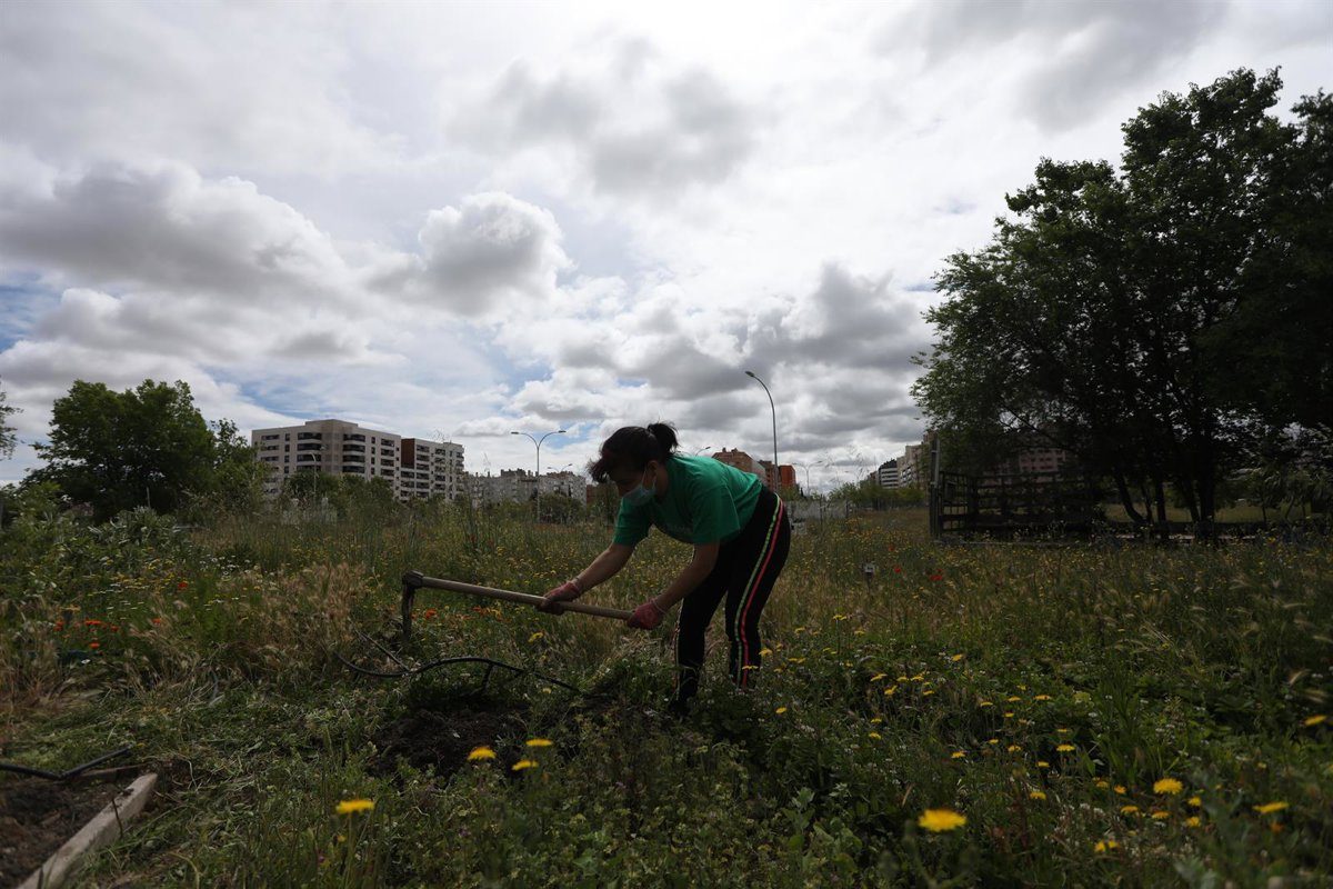 Madrid busca la fórmula para que los huertos urbanos no paguen el agua que riega sus cultivos