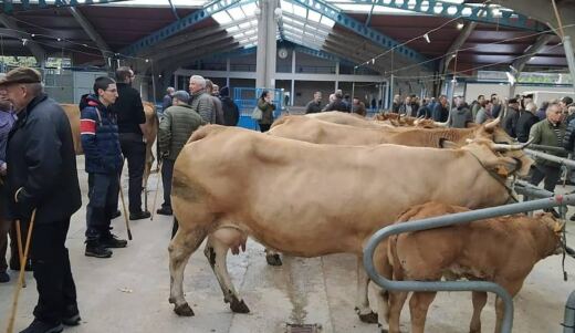 El Principado mantiene vetadas las ferias de ganado vacuno en Asturias hasta finales de octubre por el riesgo de la Dermatosi