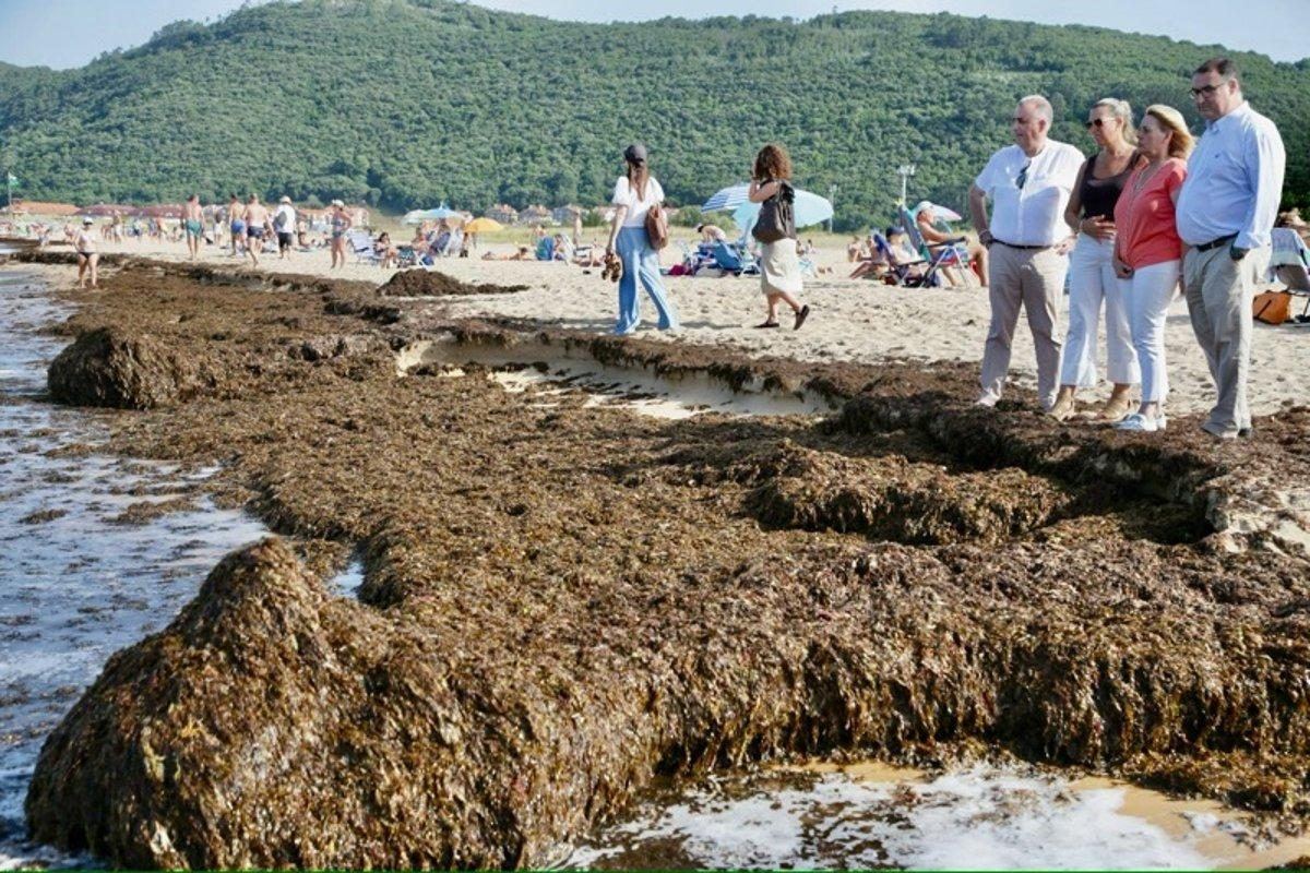 El alga asiática invade Noja más temprano y en mayor cantidad que nunca: ya se han retirado 600 toneladas