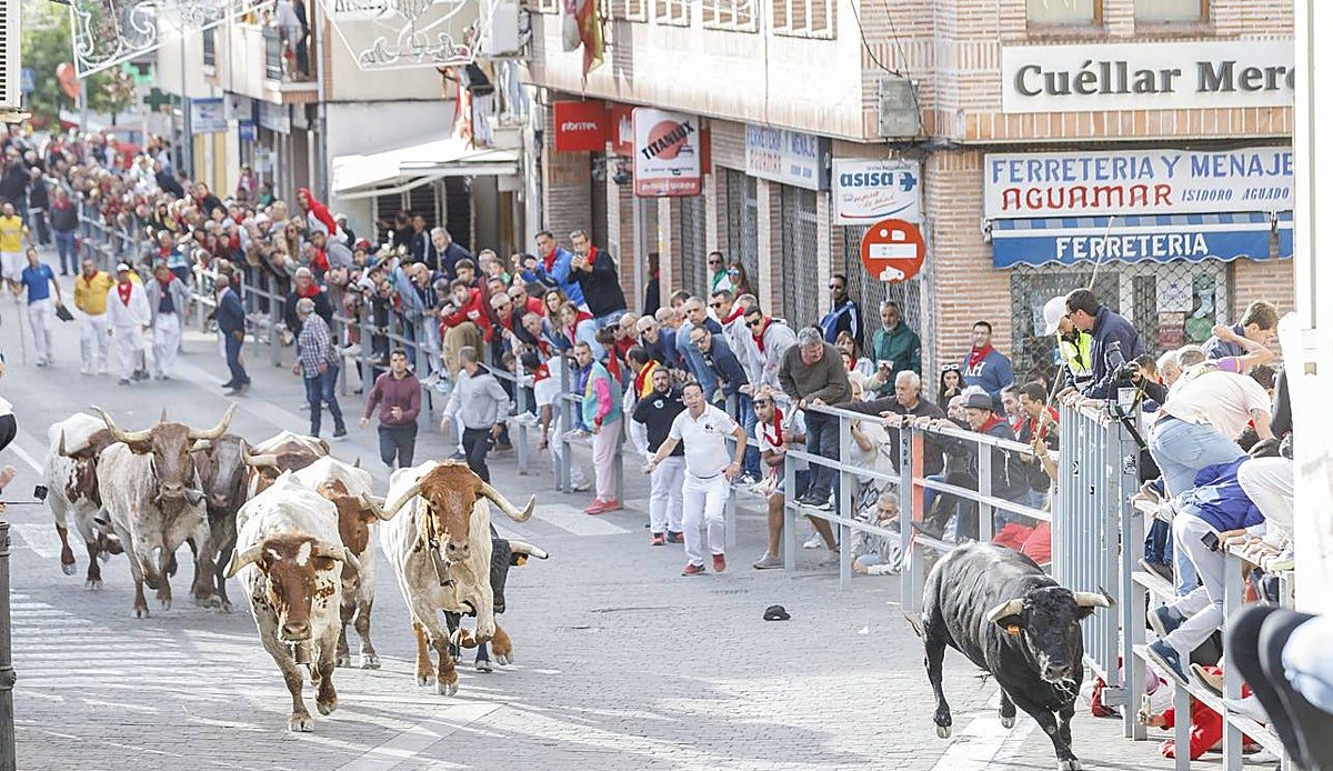 Cuéllar desvela los toros que protagonizarán sus encierros más arriesgados de los últimos años