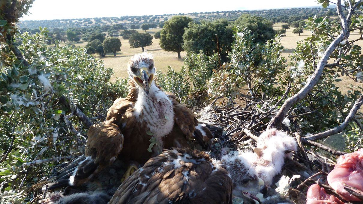 Un pollo de águila imperial rescatado antes de nacer levanta el vuelo libre en los Montes de Toledo