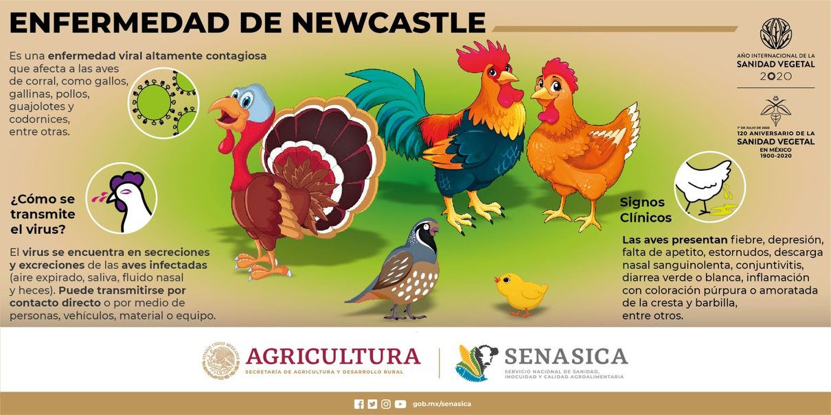 La enfermedad de Newcastle traspasa Valladolid y llega a Zamora con 17 focos activos y más de 1,3 millones de aves afectadas