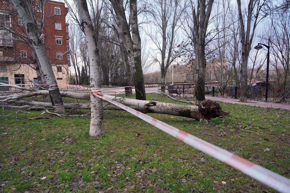 Jardines secos, árboles caídos y carriles bici abandonados: el PSOE acusa al equipo de Carnero de descuidar Valladolid