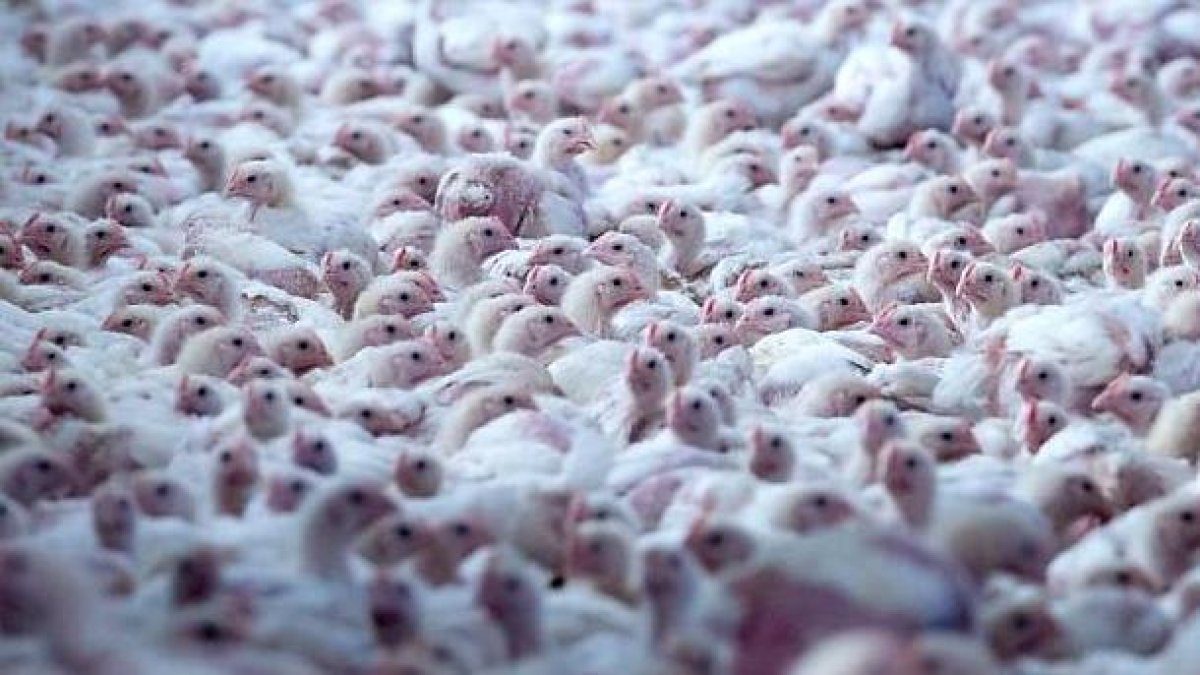 El virus de Newcastle se extiende sin freno por Castilla y León: ya son 23 granjas afectadas y casi 1,6 millones de aves sacr