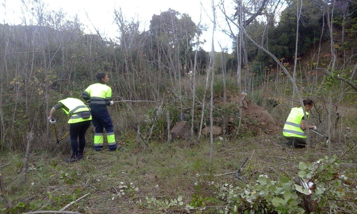 Zamora planta cara al árbol invasor que ni el hacha detiene: 24.000 euros para erradicar el ailanto de la ciudad