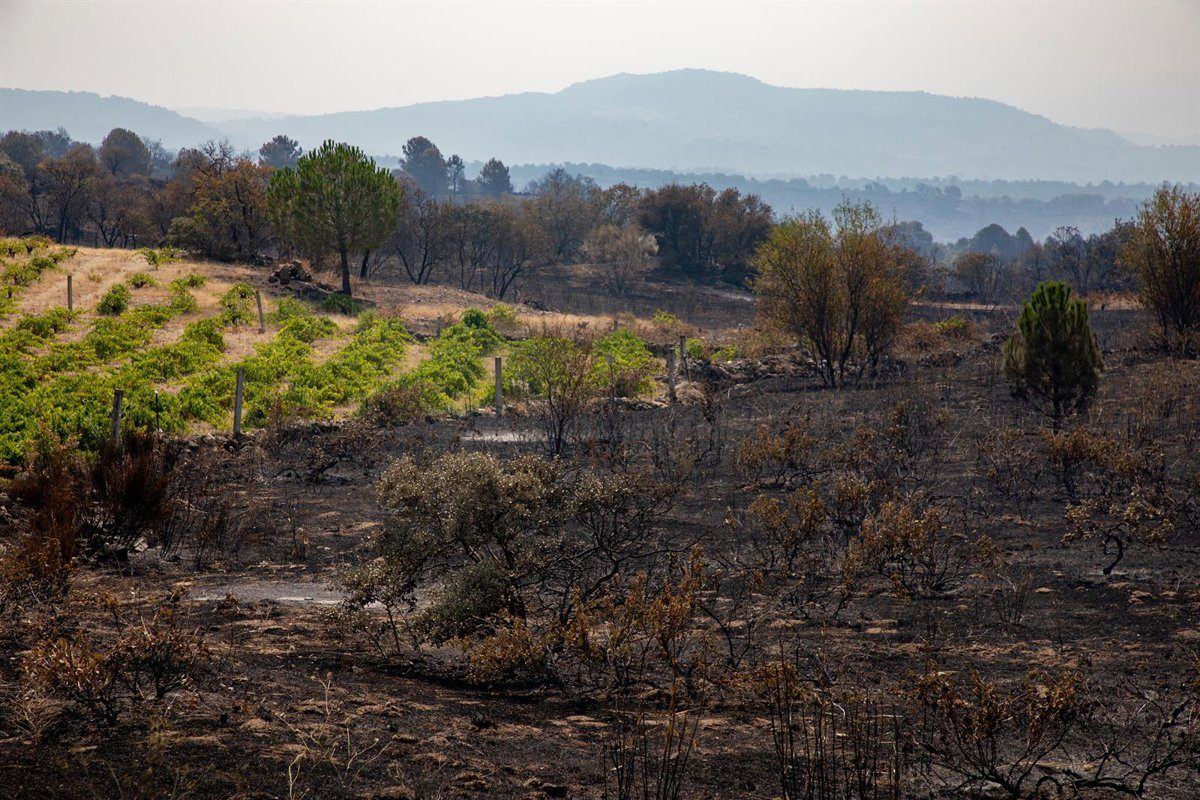 El incendio de Burgohondo vive su domingo más tranquilo y no prevé sustos esta noche