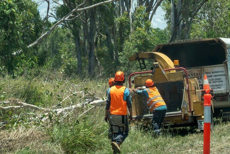 Ávila limpia sus heridas: la Junta actúa para retirar los árboles calcinados que amenazan las carreteras tras el fuego