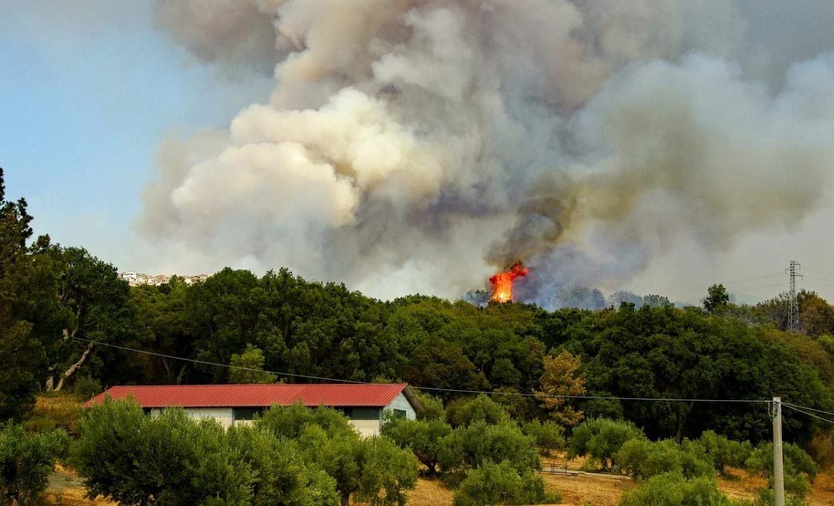 El incendio de Burgohondo amenaza la mayor colonia de buitre negro de Castilla y León en el Valle de Iruelas