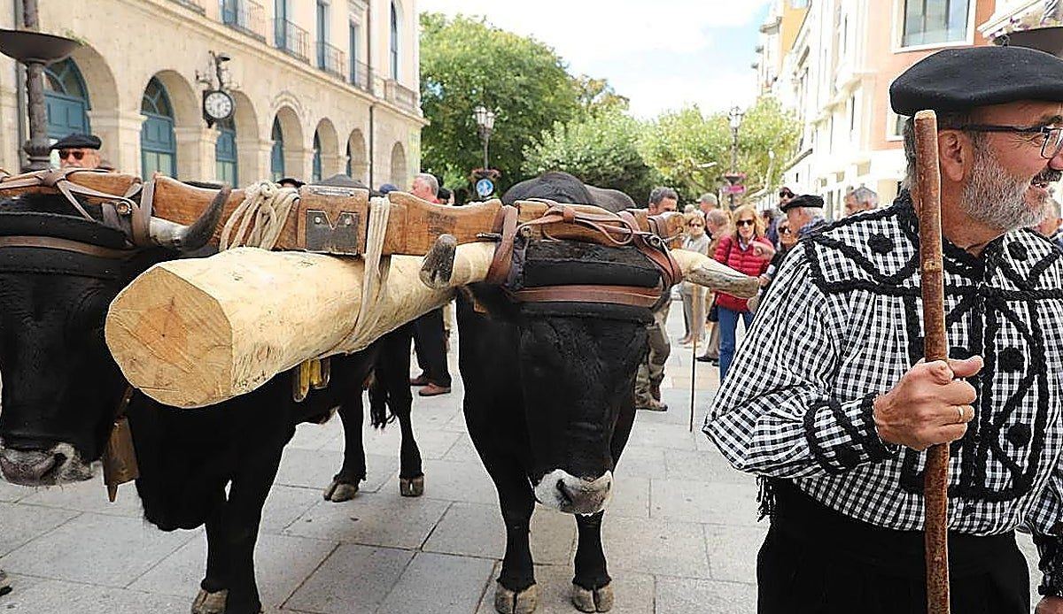 Burgos apuesta por salvar la vaca Serrana Negra con una ayuda de 20.000 euros a sus ganaderos