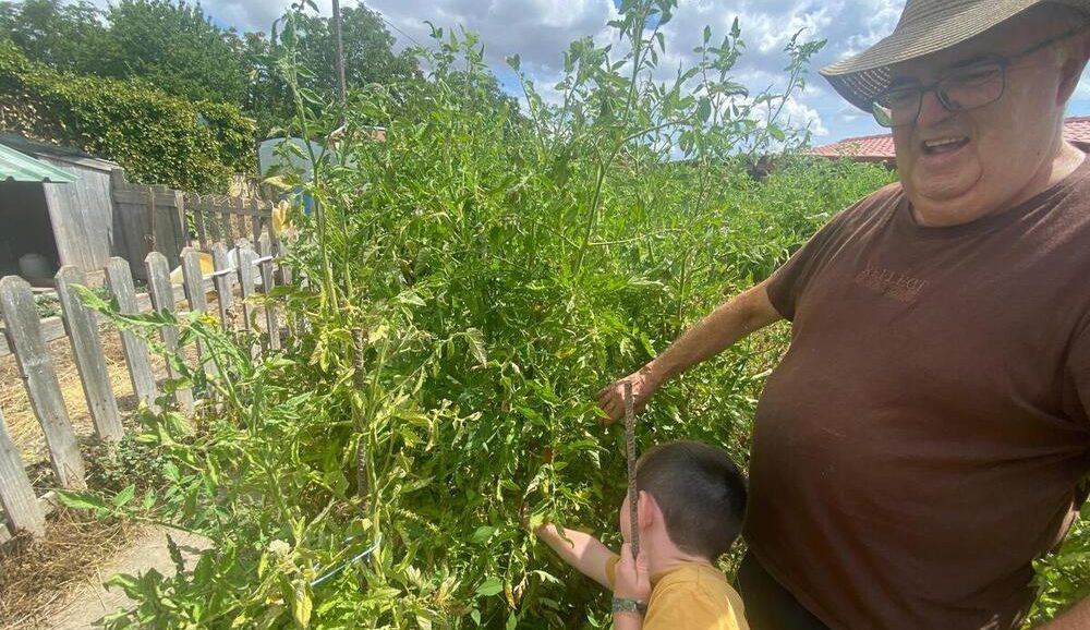 El tomate de Miranda tiene los días contados si nadie toma el relevo en las huertas