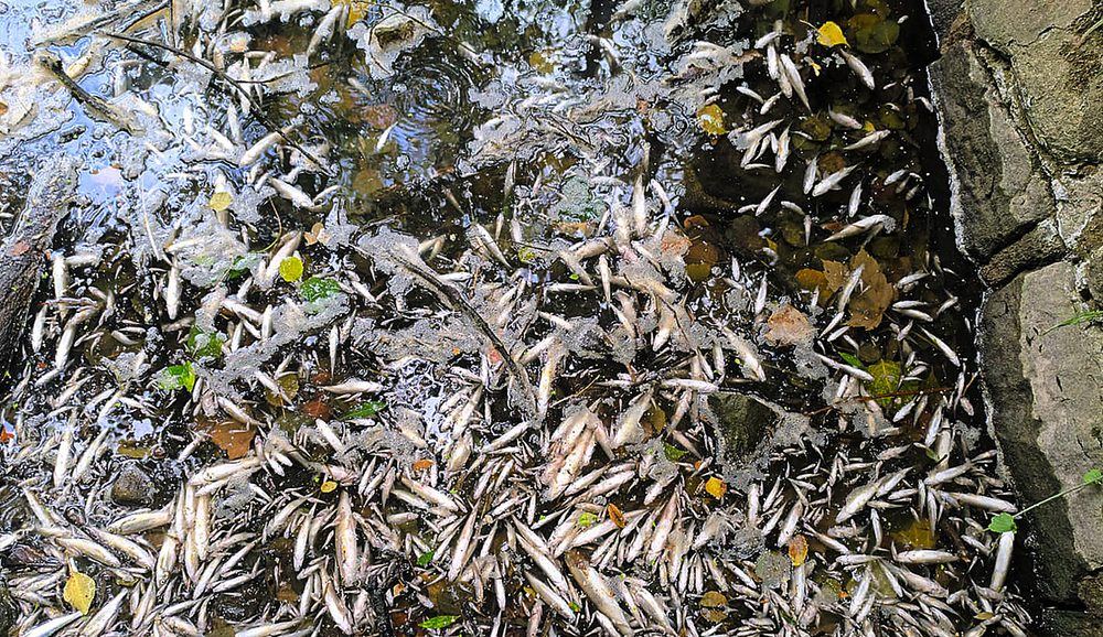 Una avería en la depuradora de Villarcayo siembra de peces muertos el río Nela