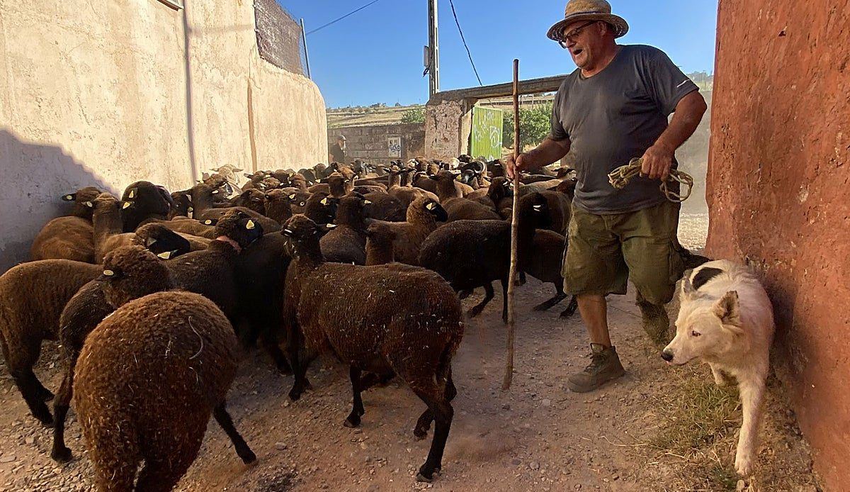Doscientas setenta ovejas guardianas protegen a Cáceres de los incendios en pleno corazón de la Ribera del Marco
