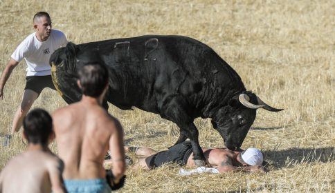 Un participante se salva de milagro de una cogida en el encierro campero de Brihuega