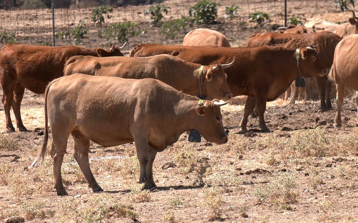 La Diputación de Guadalajara destina 300.000 euros en ayudas para que los ganaderos protejan su ganado con tecnología de vall