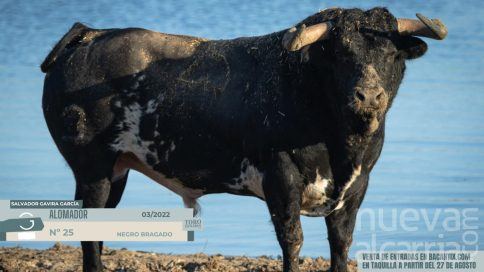 Sacedón se prepara para una tarde histórica: Cid de María tomará la alternativa ante seis toros del hierro gaditano