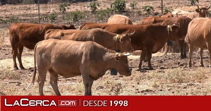 Guadalajara destina 300.000 euros para que los ganaderos protejan su ganado con tecnología de 'vallado virtual'