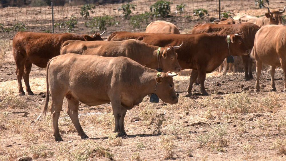 La Diputación de Guadalajara destina 300.000 euros a collares inteligentes para el ganado que también salvan vidas ante los i