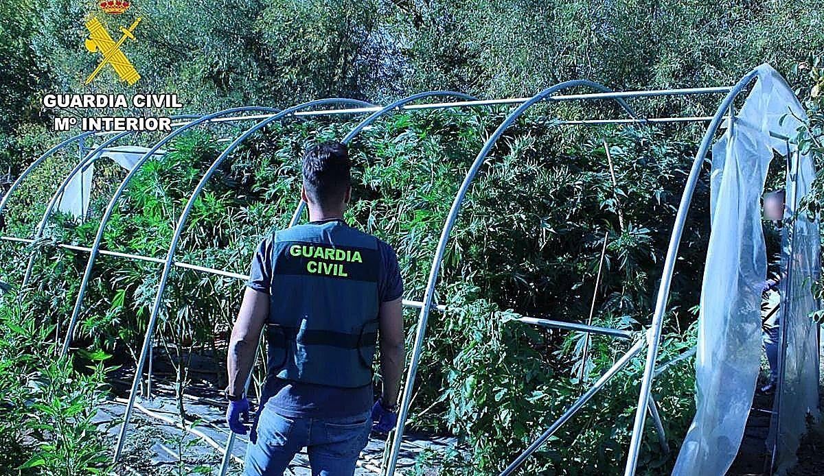 León registra un disparo histórico en las incautaciones de marihuana mientras cae la cocaína a mínimos recientes
