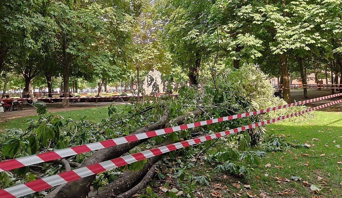 Una gran rama cae en el parque San Francisco de León y obliga a acordonar parte del espacio verde