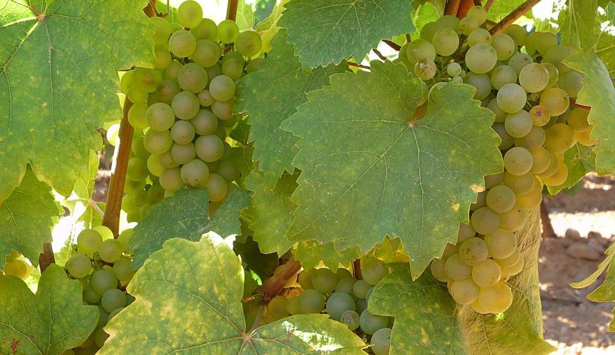 El calor histórico adelanta la vendimia en la DO León a mediados de agosto, casi veinte días antes de lo habitual