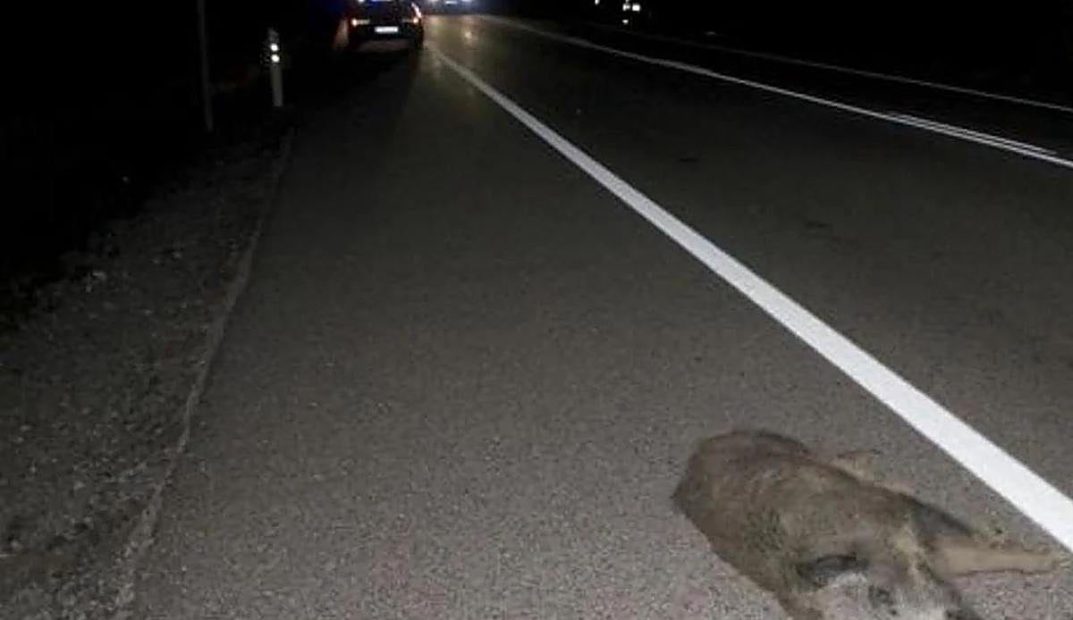 Una noche de sustos en León: jabalíes salvajes protagonizan dos accidentes con tres heridos en pocas horas