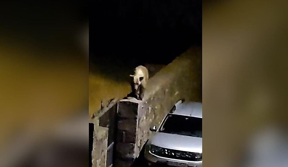 Laciana convive con los osos pero avisa: la presencia diaria en los pueblos ya no puede ignorarse