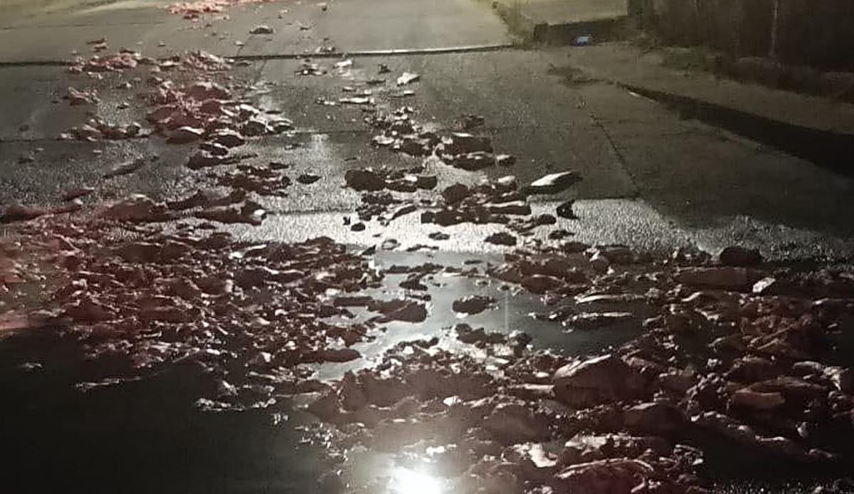 La LE-5516 amanece de nuevo cubierta de casquería animal entre Alija de la Ribera y Puente Castro
