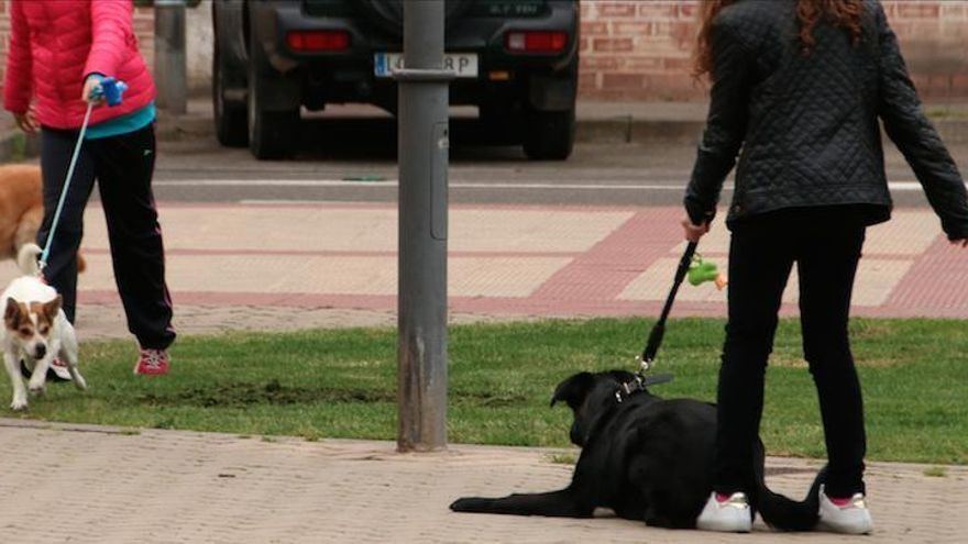 Vecinos del centro de Logroño denuncian que algunos dueños de perros convierten sus calles en un parque canino sin normas