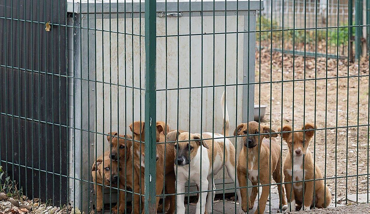 El refugio de animales de Logroño estrena mejoras para perros y gatos con una inversión de 35.000 euros