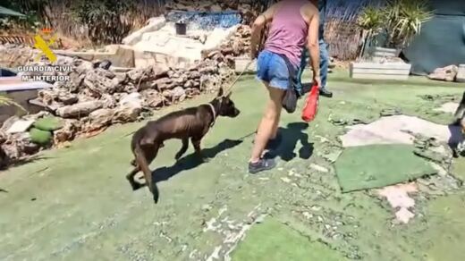 Rescatan a 46 perros en condiciones deplorables de una escuela canina de Navalcarnero tras denuncias vecinales