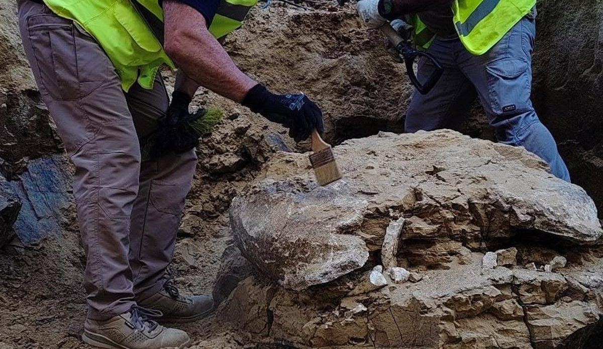 Bajo las calles de Madrid duermen tortugas gigantes y elefantes de hace 15 millones de años