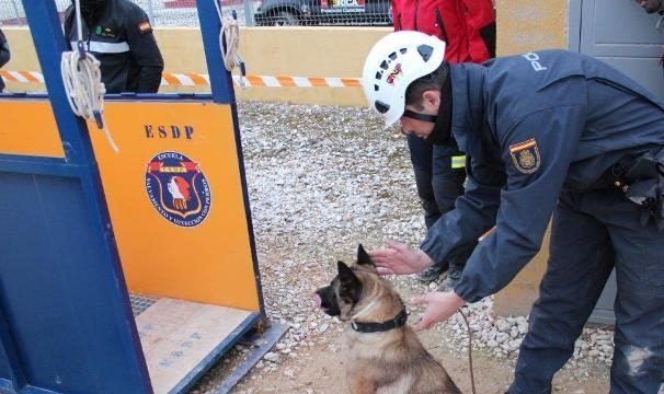 Rescatan 46 perros en pésimo estado de una escuela canina de Navalcarnero: nueve acabaron hospitalizados