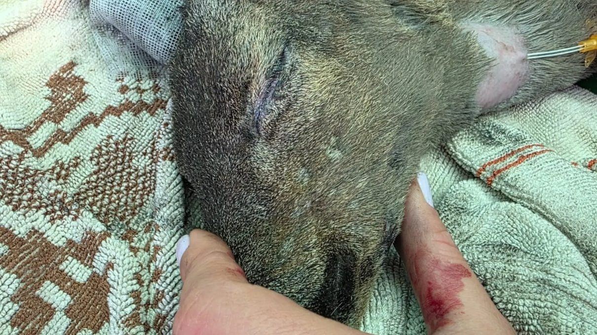 Animales quemados, perdidos y sin comida: los incendios de la Sierra Oeste dejan una huella devastadora en la fauna de Madrid