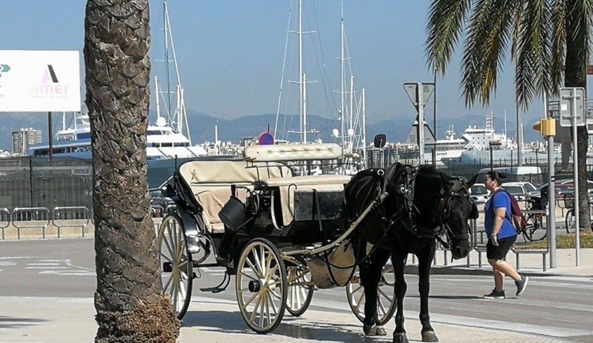 Un cochero de galeras insulta y lanza agua a una turista que quiso abrevar a un caballo agotado en Palma