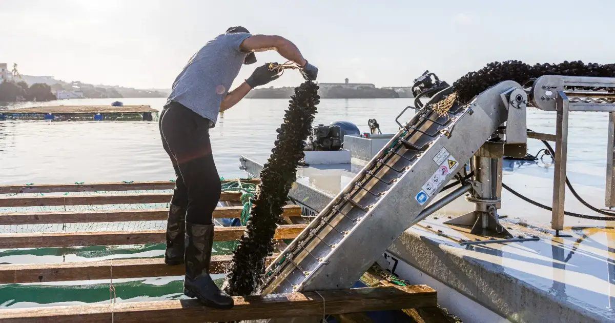 Las ostras llegan a las bateas de Maó para salvar la producción del calor extremo