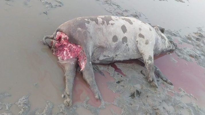 El lobo siembra el caos en Villaseco de los Reyes: cuatro ataques en agosto dejan cinco animales muertos y nueve heridos