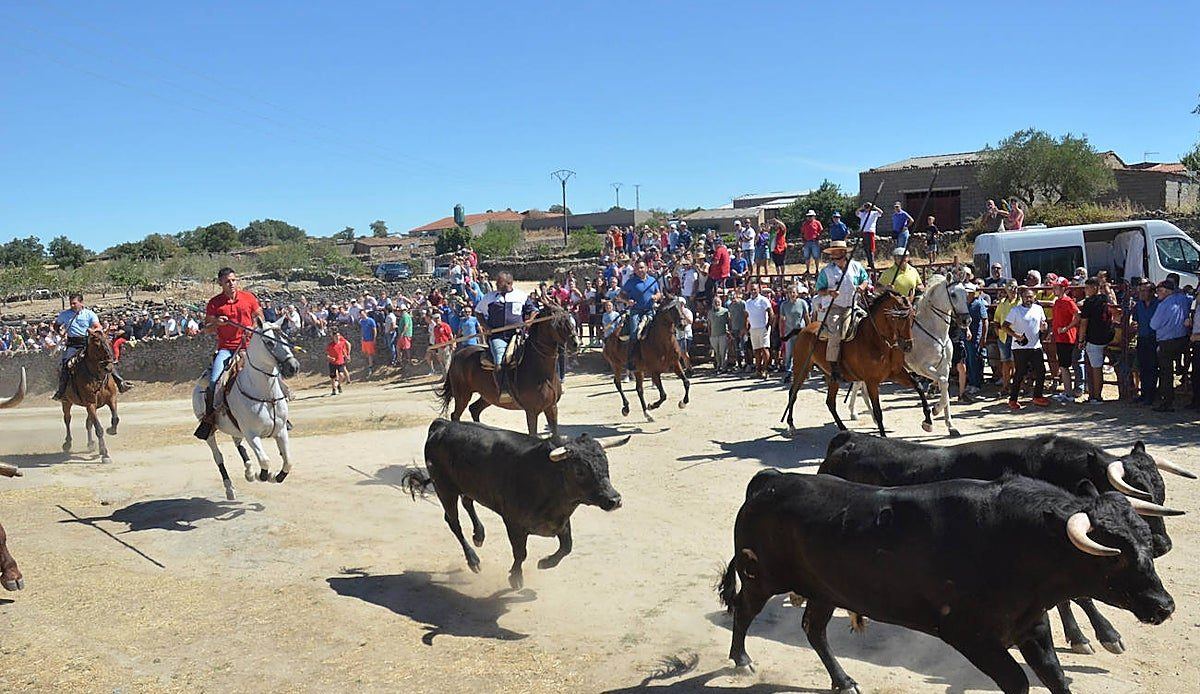 Los novillos de Miranda de Pericalvo mojan las fiestas de Lumbrales con un encierro a caballo lleno de emoción bajo la lluvia