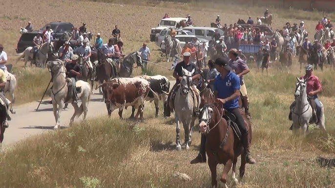 El encierro a caballo de Navasfrías desata la emoción con un novillo rebelde que pone a prueba a los jinetes