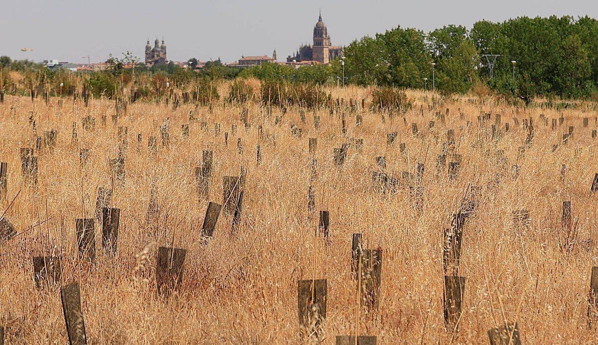 El corredor verde del Tormes se llena de tubos vacíos tras dos plantaciones fallidas en El Marín