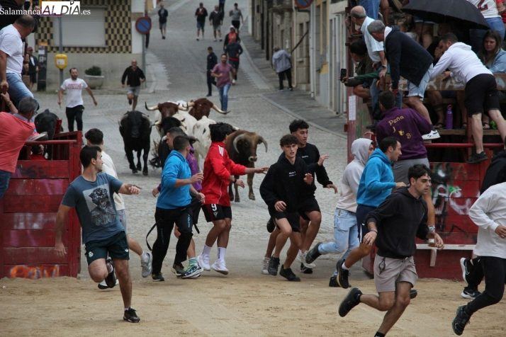 Los novillos de Valdeflores ponen el broche final a las Fiestas del Toro de Vilvestre