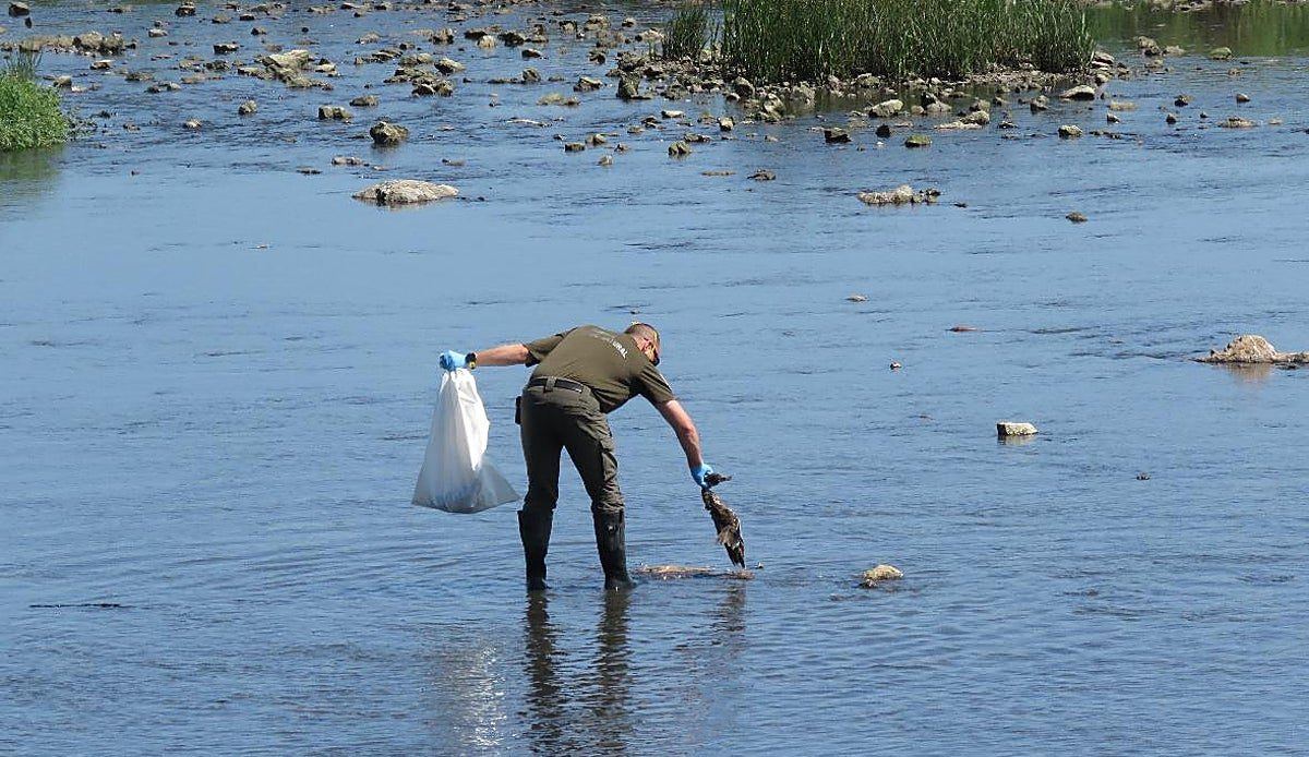 La muerte misteriosa de aves en la ría de Suances se prolonga sin respuestas tras doce días de espera