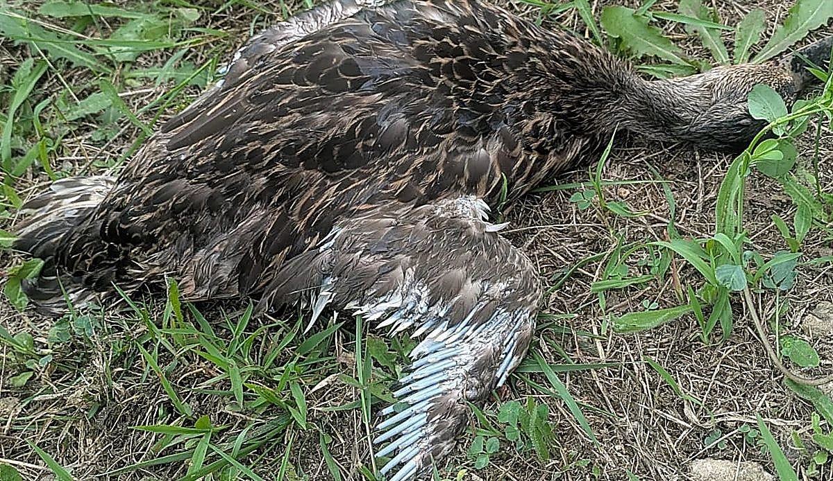 Trece días de incertidumbre en Suances: las aves siguen muriendo en la ría y nadie sabe aún por qué