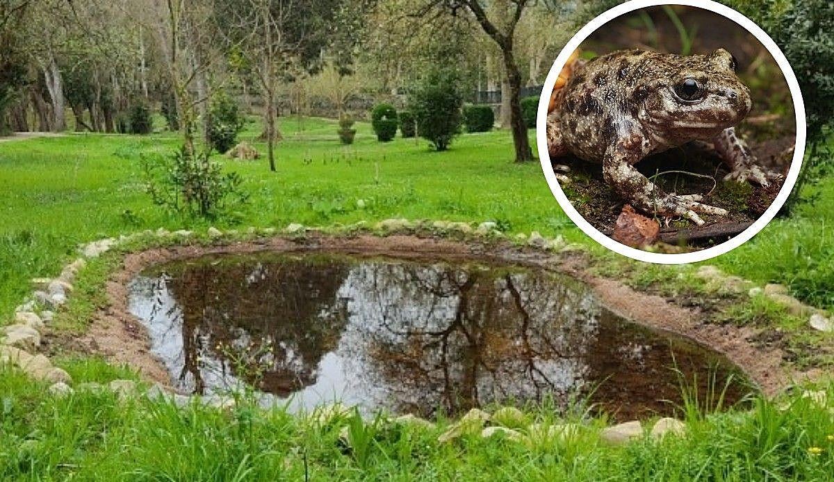 Ranas y tritones colonizan las charcas de Santander: 19 de 28 puntos de agua ya albergan anfibios en plena ciudad