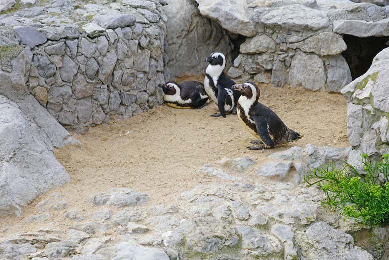 El Ayuntamiento de Santander rechaza cerrar el minizoo de La Magdalena y convertirlo en piscinas naturales