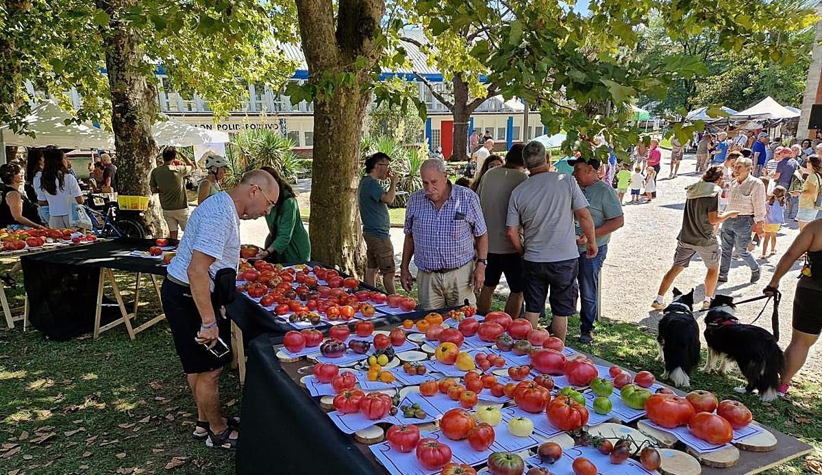 Polanco celebra su gran fiesta del tomate antiguo con 600 variedades y el mejor ejemplar de España en juego