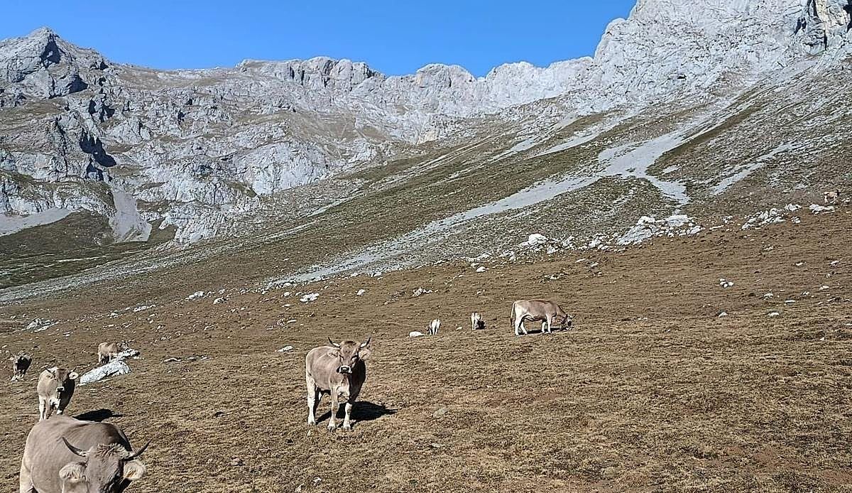 El Ayuntamiento de Camaleño reparte 25.000 sacos de pienso para salvar a sus ganaderos de la peor sequía del verano