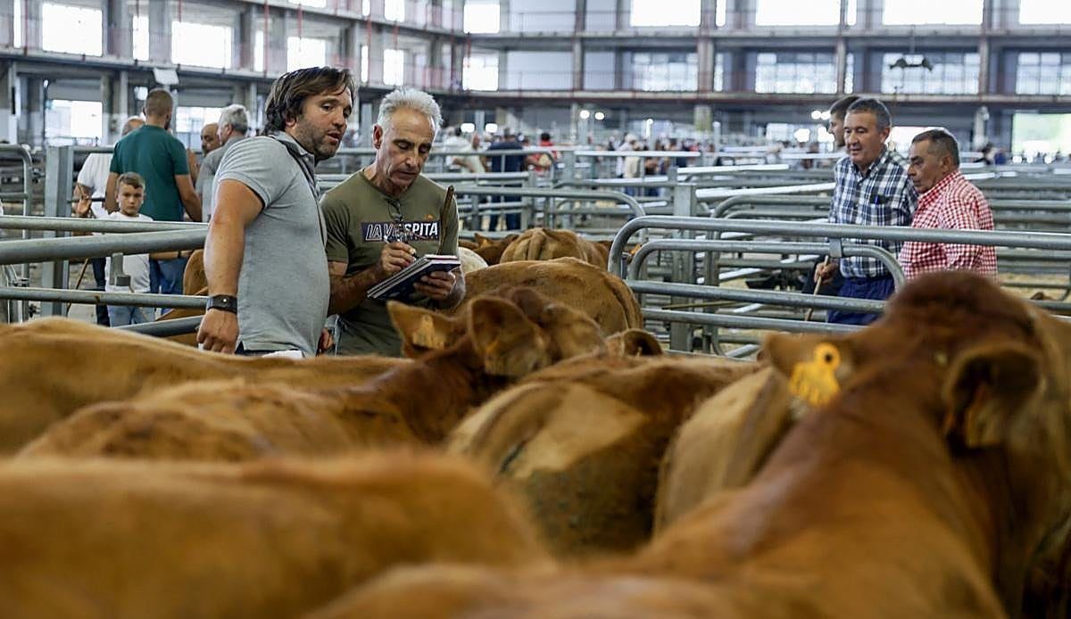 La feria ganadera de Torrelavega estrena temporada con casi 1.200 animales y precios al alza