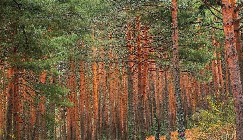 El incendio de Brieva reaviva el debate sobre los oficios del monte que durante siglos protegieron los bosques segovianos